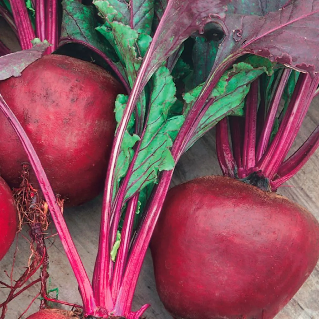 Beet, Green Top Bunching Organic Seeds