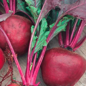 Beet, Green Top Bunching Organic Seeds