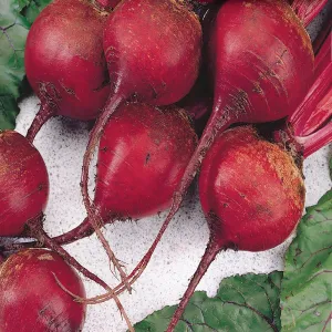 Beet, Ruby Queen Seeds
